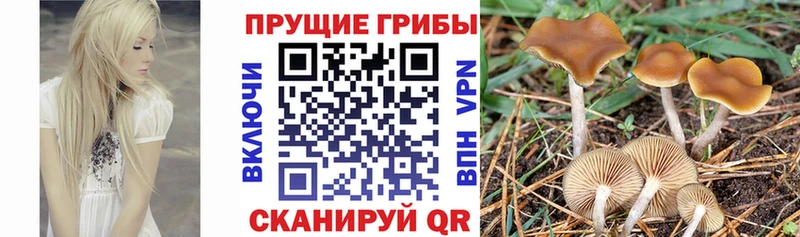 Галлюциногенные грибы MAGIC MUSHROOMS  Пущино 